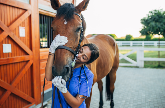Medicina Veterinária
